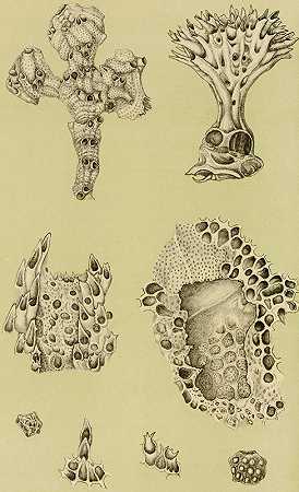 多虫IX`Polyzoa IX (1885~1890) by Frederick McCoy