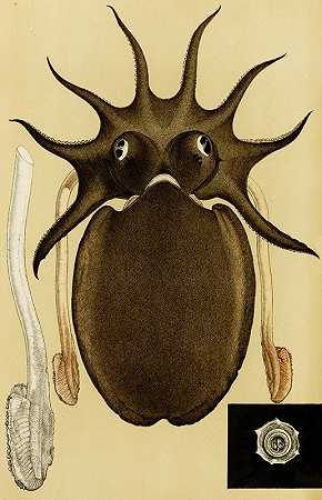软体动物V`Mollusca V (1885~1890) by Frederick McCoy