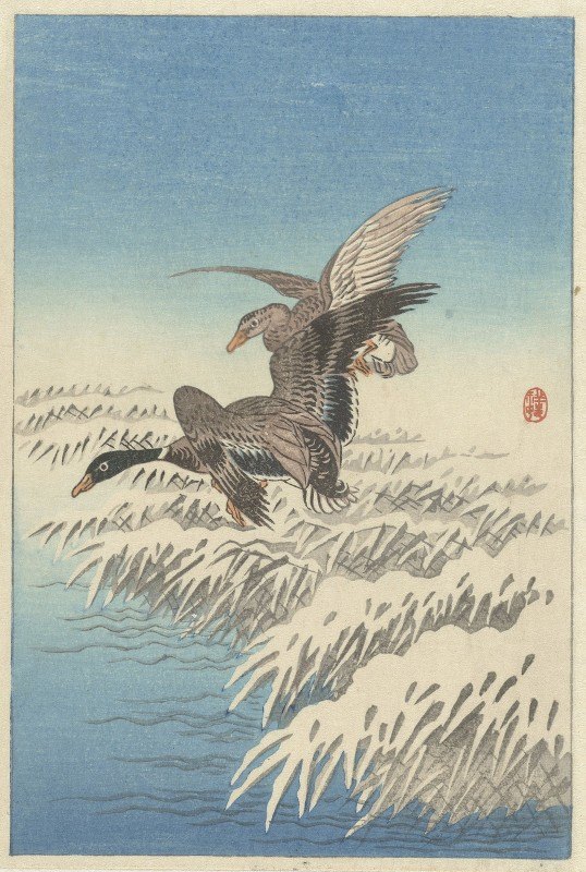 一群鸭子飞过雪白的芦苇项圈`Flock of ducks flying above snowy reed collar (1900 ~ 1945) by Ohara Koson