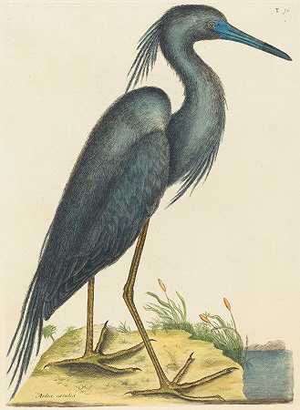 蓝鹭`The Blue Heron (Ardea coerulea) (1731~1743) by Mark Catesby