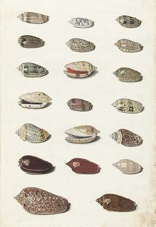 二十个热带贝壳`Twenty Tropical Shells (1726 ~ 1779) by Johann Gustav Hoch
