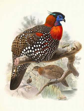 黑头铈鸟。`Ceriornis melanocephala. (1872) by Joseph Smit