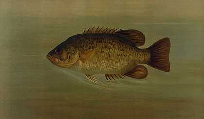 常见的太阳鱼。`The Common Sunfish, Eupomotis gibbosus. (1898) by John L. Petrie