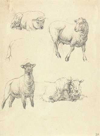 羊`Sheep by Robert Hills