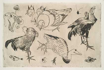 公鸡、鸭子等`Coqs, canards, etc (1866) by Félix Bracquemond