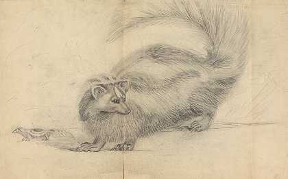 背景中有另一只臭鼬的臭鼬`A skunk with another skunk in the background by James Sowerby