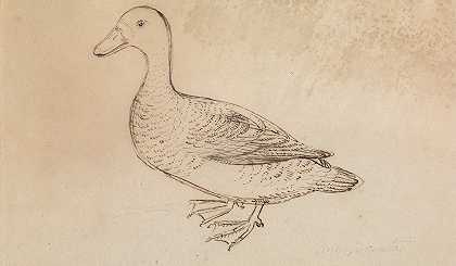 白脸吹口哨鸭`White~faced Whistling Duck by James Sowerby