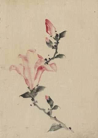 茎上有三个额外的花蕾的粉红色大花`Large pink blossom on a stem with three additional buds (1830~1850) by Katsushika Hokusai