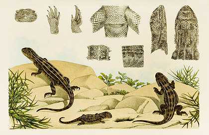 爬行动物VII`Reptiles VII (1885~1890) by Frederick McCoy