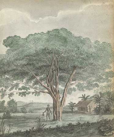 锡兰树`Boom op Ceylon (1785 ~ 1786) by Jan Brandes