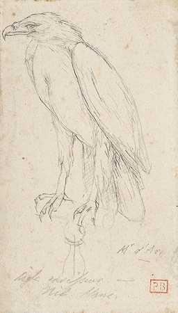 金鹰`A Golden Eagle (after 1859) by Charles Meryon
