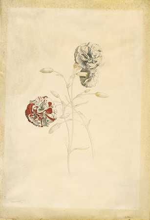 康乃馨`Carnations (1750s) by Georg Dionysius Ehret