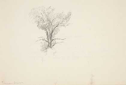 树的研究`Study of a Tree by Truman Seymour