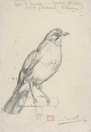欧洲松鸦`A European Jay (ca. 1863) by Charles Meryon