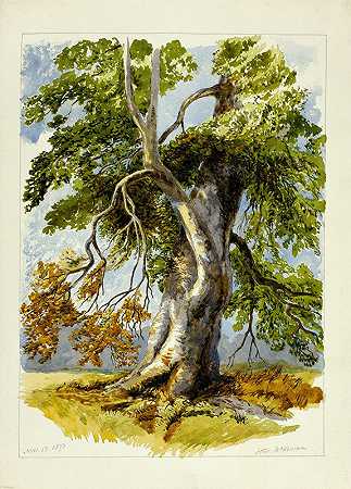 参差不齐的树`Gnarled Tree (1826~1873) by After David Hall McKewan