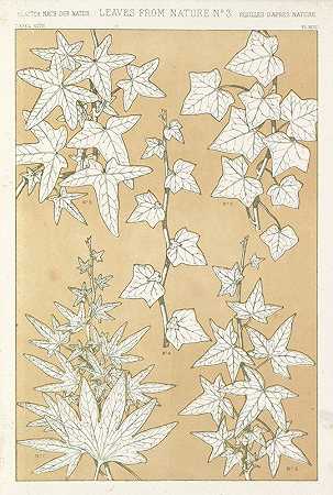 自然之叶3号`Leaves from Nature No.3 (1856) by Owen Jones