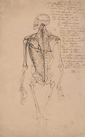 一个男人的画骷髅`Drawing of a Mans Skeleton by James Ward
