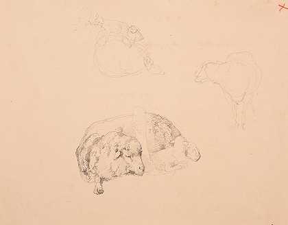 绵羊研究`Études de moutons by Jacques-Raymond Brascassat