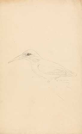 翠鸟`A Kingfisher by James Sowerby