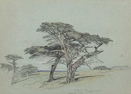 柏树，柏树角`Cypress Trees, Cypress Point (1886) by Samuel Colman