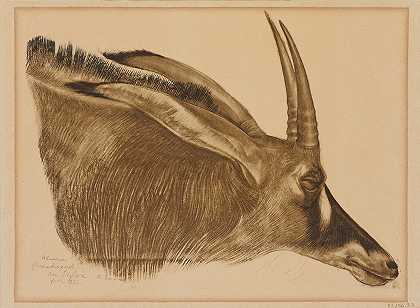 河马羚羊`Antilope Hippotrague (1925) by Alexander Evgenievich Yakovlev