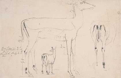 鹿的研究——三只在床单上`Studies of Deer – Three on on Sheet (ca. 1801) by Samuel Daniell