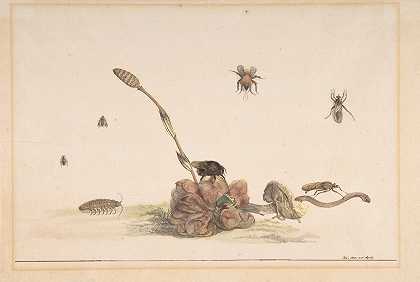 各种昆虫`Various Insects by a Fungus (1681) by a Fungus by Rochus van Veen
