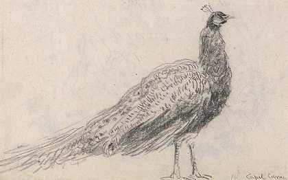 库里角的孔雀`Peacock at Capel Curig (1840s) by David Cox