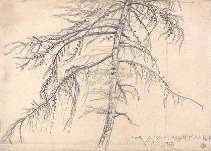 落叶松`Larch Tree by James Ward