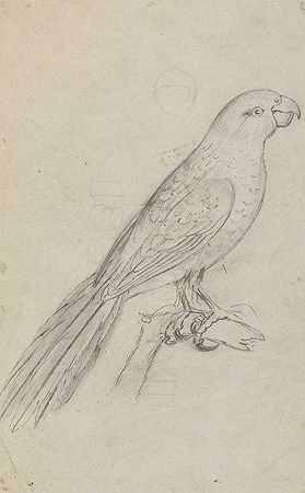 一只鹦鹉`A Parrot by James Sowerby