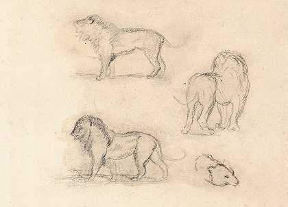 研究三头狮子和一头熊`Etude de trois lions et une tête dours (19th century) by Antoine-Louis Barye