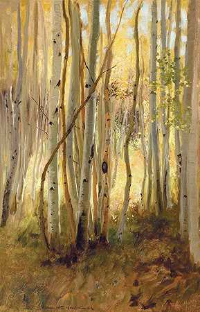 白桦林`Sunlit Birch Forest by Hamilton Hamilton