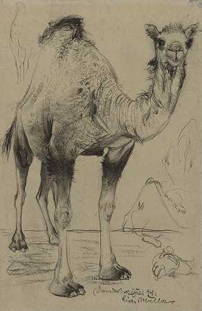 单峰骆驼`Dromedary (1894) by Richard Müller