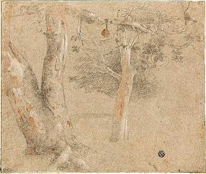 树木草图`Sketches of Trees by Cristofano Allori
