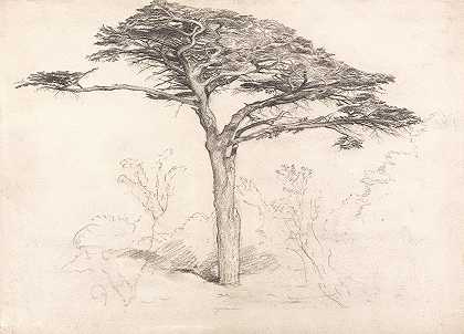 切尔西植物园里的老雪松`Old Cedar Tree in Botanic Garden, Chelsea (1854) by Samuel Palmer