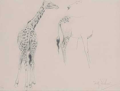 两种长颈鹿的研究`A study of two giraffes by Wilhelm Friedrich Kuhnert