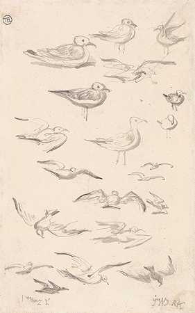 海鸥研究`Studies of Gulls by James Ward
