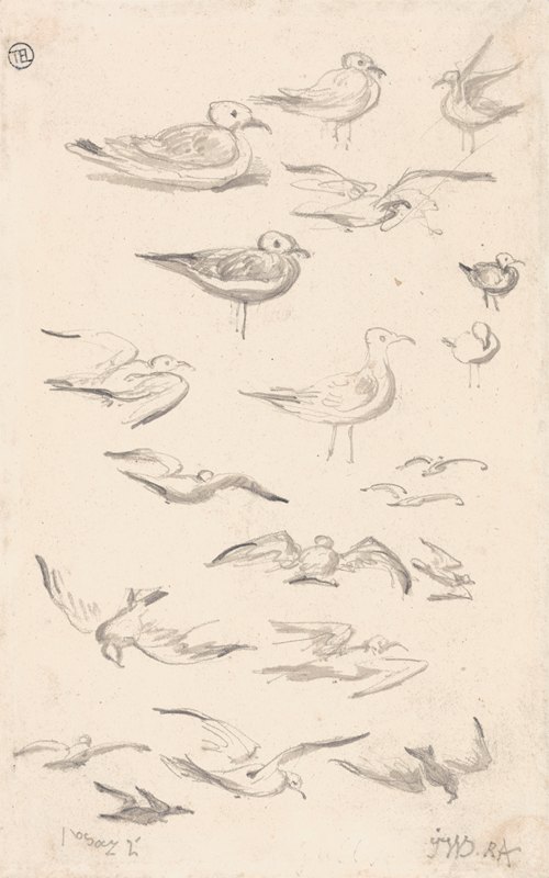 ~Studies of Gulls-