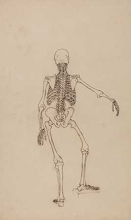 人体骨骼，后景观`Human Skeleton, Posterior View (1795 to 1806) by George Stubbs
