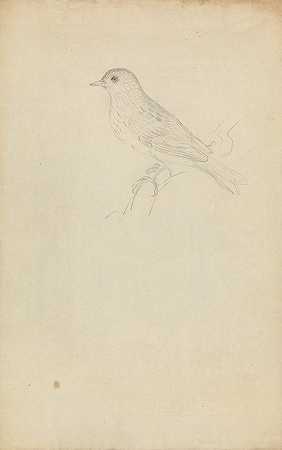 篱笆麻雀`A Hedge Sparrow by James Sowerby