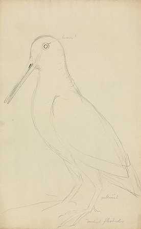 欧亚木鸡`Eurasian Woodcock by James Sowerby