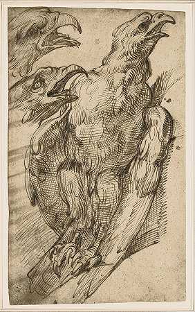 鹰的研究`Study of an eagle (from 1575 until 80) by Bartolomeo Passarotti