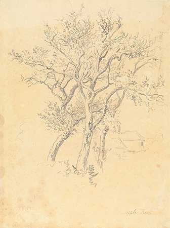 苹果树的研究`Study of Apple Trees by Robert Hills