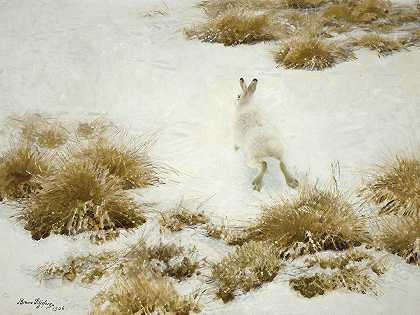 温特黑尔·布兰德·图沃（雪兔）`Vinterhare Bland Tuvor (The Snow Hare) (1906) by Bruno Liljefors