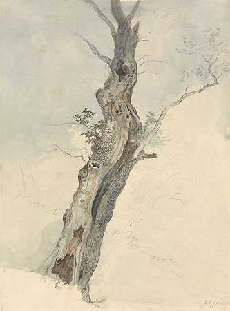 树木研究`Tree Study (between 1800 and 1805) by Robert Hills