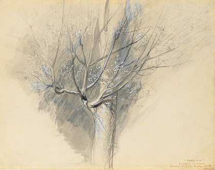 发芽梧桐`Budding Sycamore (c. 1876) by John Ruskin