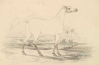 芦苇`Shrubat~ur~Reech (1837) by Charles Hamilton Smith