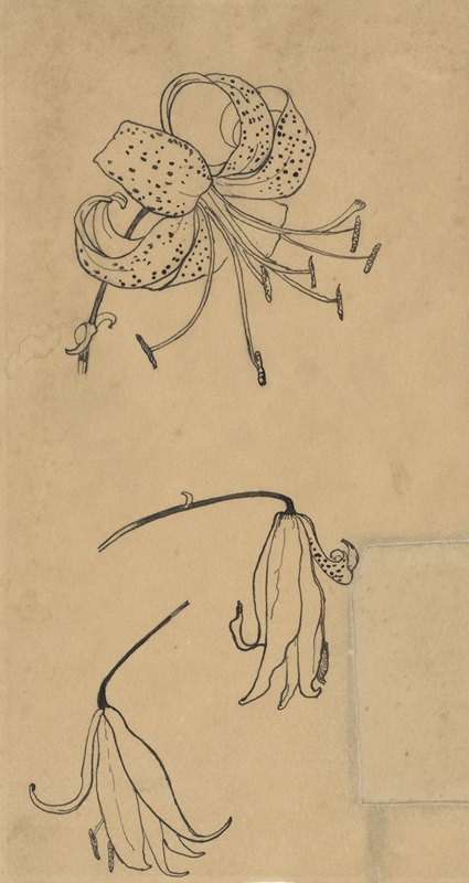 三朵虎百合`Drie tijgerlelies (1878 ~ 1938) by Richard Nicolaüs Roland Holst