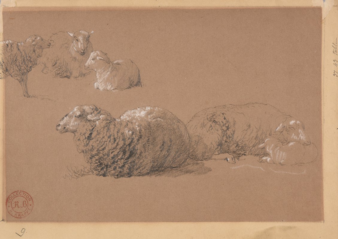 卧羊研究`Études de moutons couchés by Jacques-Raymond Brascassat