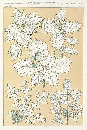 自然之叶5号`Leaves from Nature No.5 (1856) by Owen Jones